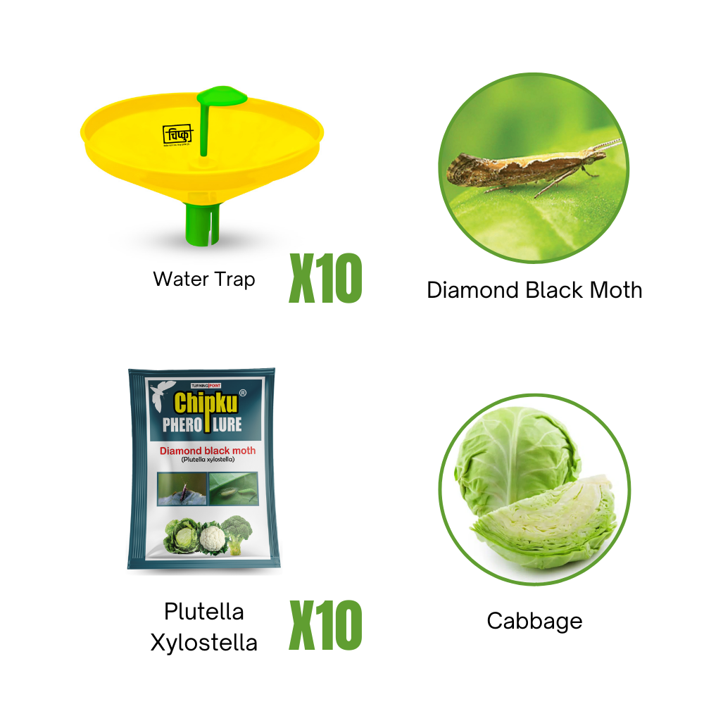 Diamond Black Moth (Cabbage/Cauliflower)