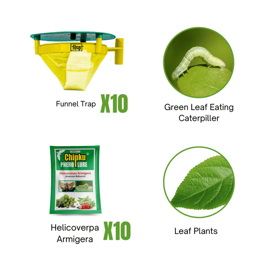 Green Leaf Eating Caterpiller (Leaf Plants)